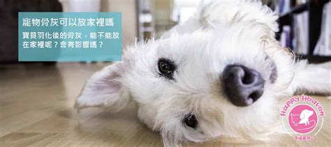 貓咪骨灰可以放家裡嗎|寵物骨灰如何安置？你的思念牠都知道 只要你好好的～